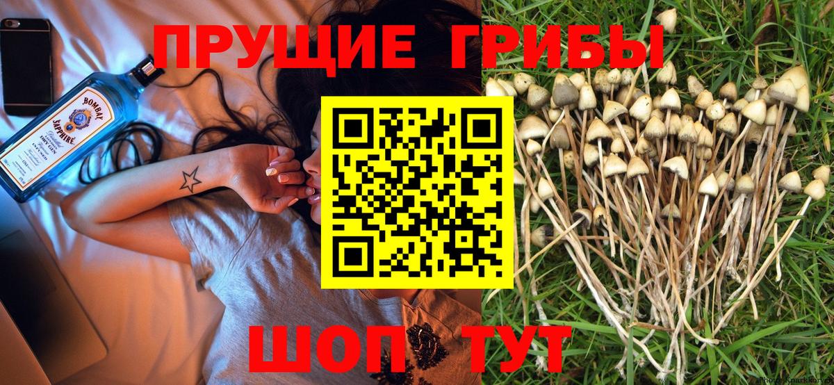 Каменск-Уральский  Псилоцибиновые грибы Psilocybe  Вход с VPN 